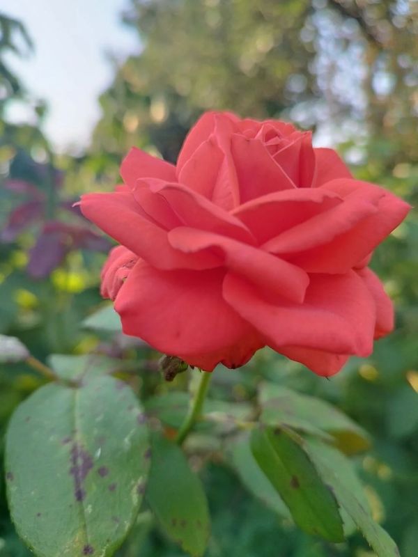 О погоде на 10 августа. В Краснодарском крае переменная облачность
