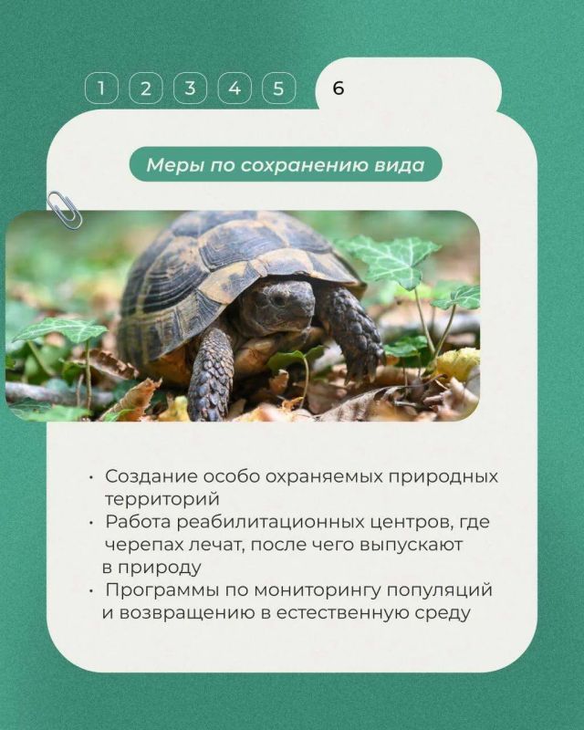 Сегодня в рубрике выходного дня о редких животных России – средиземноморская черепаха Никольского Сегодня в рубрике выходного дня о редких животных России – средиземноморская черепаха Никольского