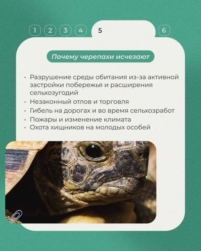 Сегодня в рубрике выходного дня о редких животных России – средиземноморская черепаха Никольского Сегодня в рубрике выходного дня о редких животных России – средиземноморская черепаха Никольского