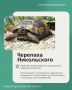 Сегодня в рубрике выходного дня о редких животных России – средиземноморская черепаха Никольского