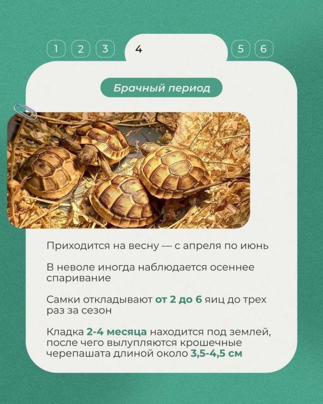 Сегодня в рубрике выходного дня о редких животных России – средиземноморская черепаха Никольского Сегодня в рубрике выходного дня о редких животных России – средиземноморская черепаха Никольского