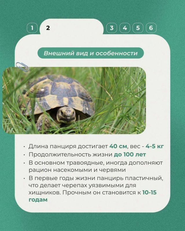 Сегодня в рубрике выходного дня о редких животных России – средиземноморская черепаха Никольского Сегодня в рубрике выходного дня о редких животных России – средиземноморская черепаха Никольского