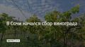 В Сочи начался сбор винограда