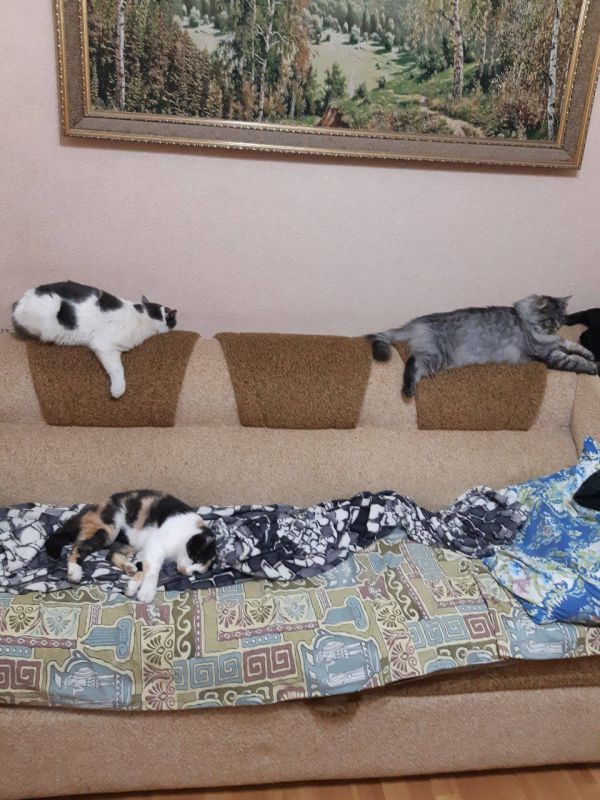 Добре утро, Кубань!. Краснодар +31 °С Добре утро, Кубань!. Краснодар +31 °С