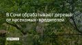 С середины августа до середины сентября в Сочи будут обрабатывать деревья от американской бабочки