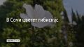 В Сочи цветет гибискус. Гибискус изменчивый — это уникальное растение за один день меняет цвет лепестков: утром они белоснежные, к середине дня розовеют, а к вечеру становятся насыщенно-пурпурными