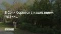 В Сочи борются с нашествием гусениц