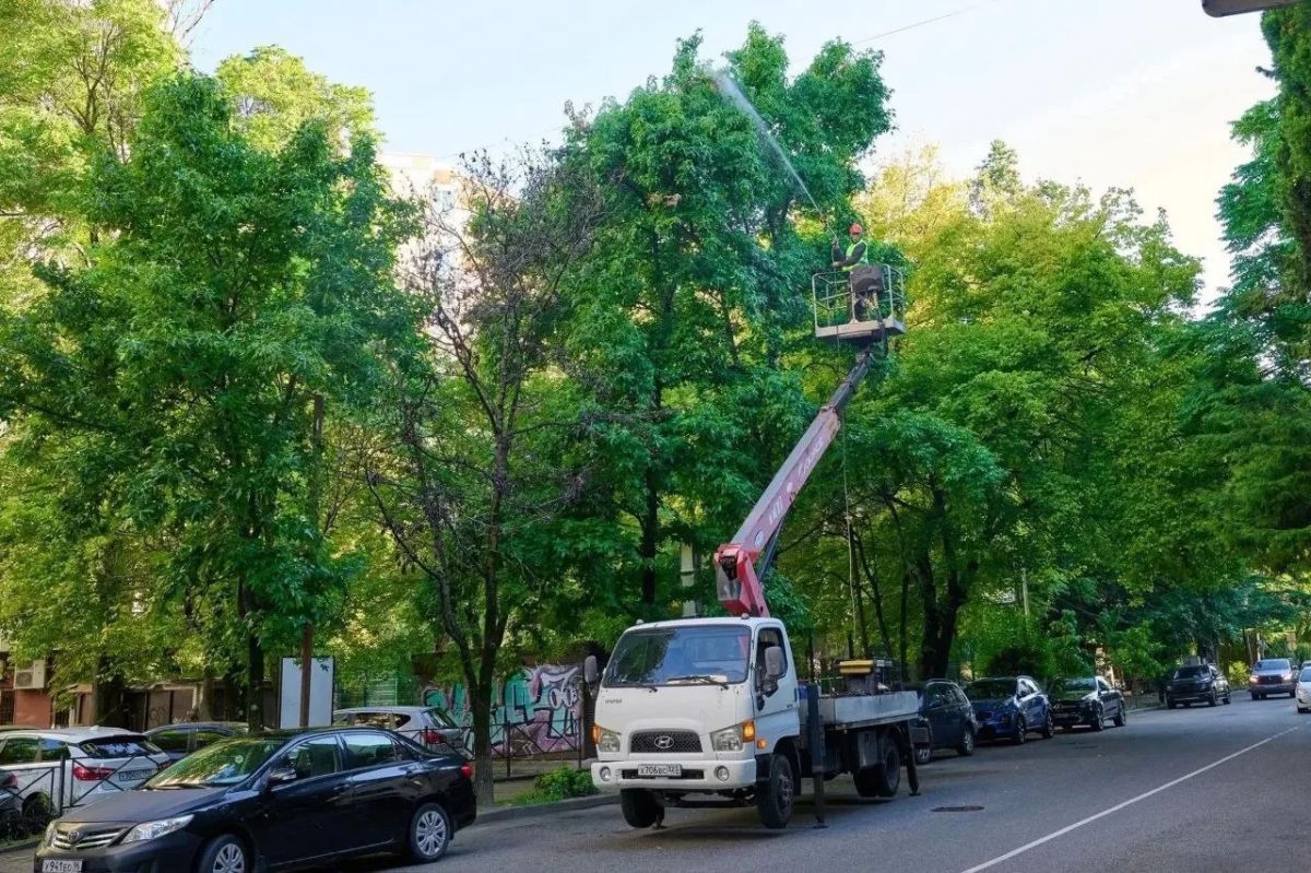 Андрей Прошунин возглавил борьбу с гусеницами-вредителями: в Сочи экстренно защищают субтропики Андрей Прошунин возглавил борьбу с гусеницами-вредителями: в Сочи экстренно защищают субтропики