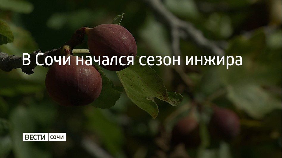 В Адлерском районе Сочи фермеры начали собирать инжир