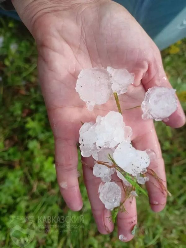 В Кавказском заповеднике опровергли нападение медведя на палатки В Кавказском заповеднике опровергли нападение медведя на палатки