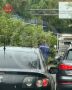 Дерево рухнуло на легковушку в Сочи