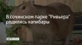 В сочинском парке "Ривьера" родились капибары