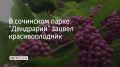 В сочинском парке "Дендрарий" зацвел красивоплодник