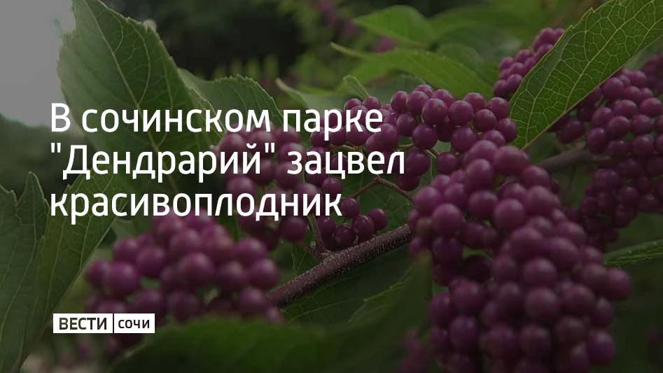 В сочинском парке "Дендрарий" зацвел красивоплодник