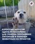В России появится масштабная государственная цифровая платформа, которая упростит жизнь владельцам животных и тем, кто только планирует завести четвероногого друга