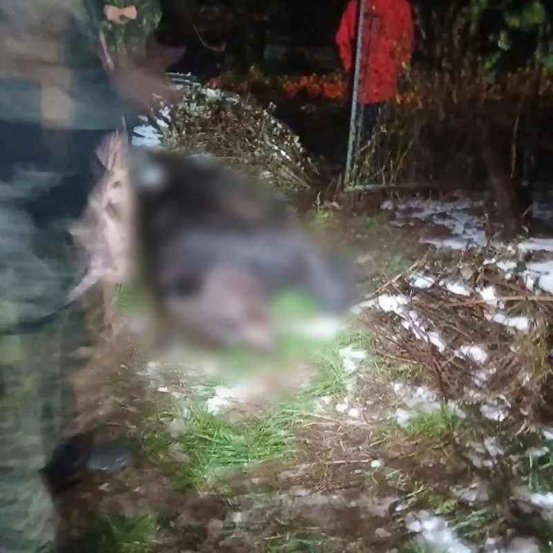 Медведь напал на оленевода на Чукотке, а в Красной Поляне заглянул в ресторан Медведь напал на оленевода на Чукотке, а в Красной Поляне заглянул в ресторан