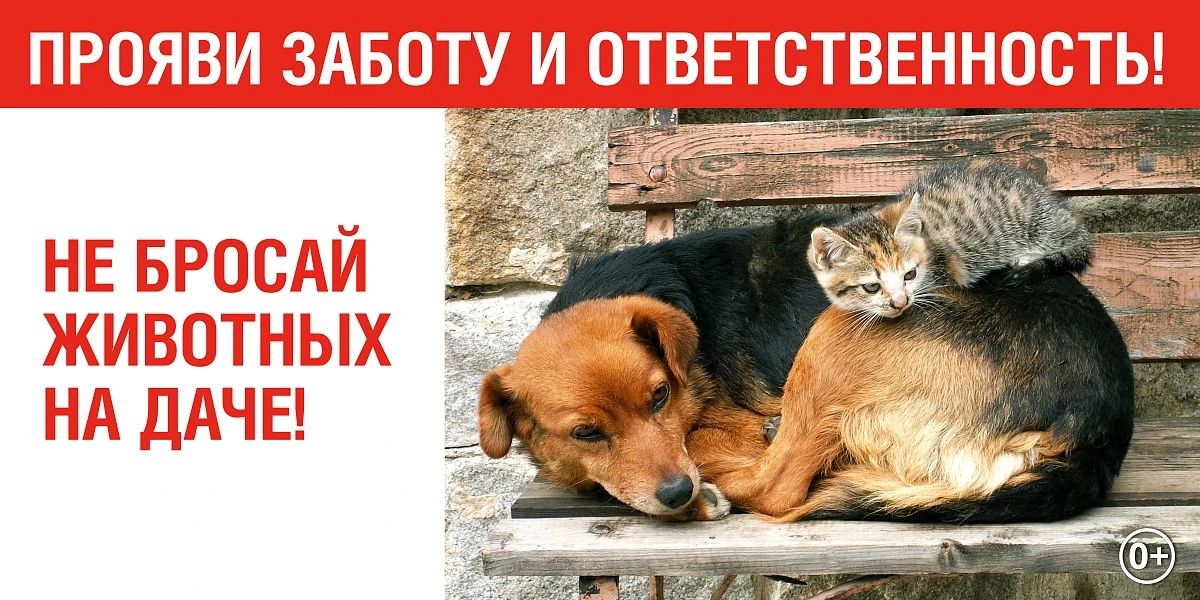 В Сочи благодаря городской акции «Стань хозяином четвероногого друга» новый дом обрели более сотни собак В Сочи благодаря городской акции «Стань хозяином четвероногого друга» новый дом обрели более сотни собак