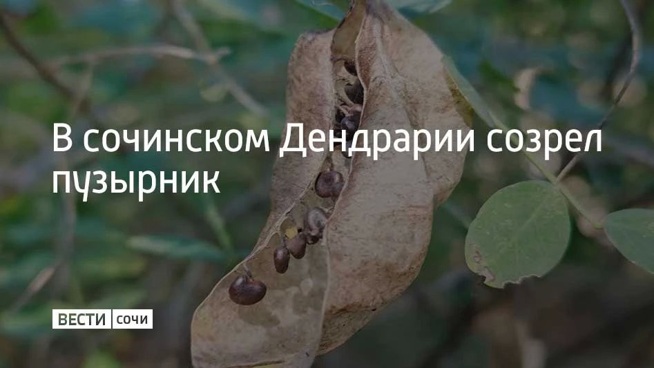 Куст с воздушной кроной, на ветвях которого висят полупрозрачные "фонарики", называется пузырником