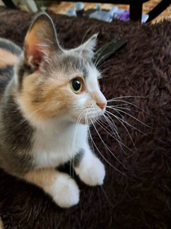 О погоде на 21 октября . В Краснодарском крае переменная облачность О погоде на 21 октября . В Краснодарском крае переменная облачность