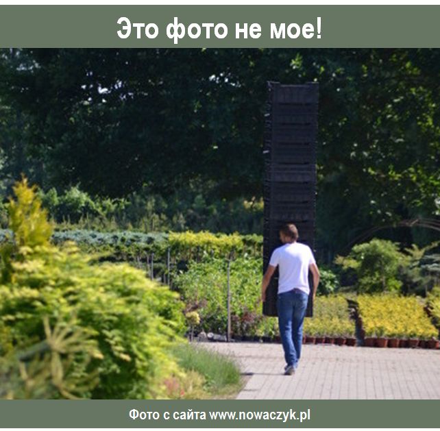 Питомник Nowaczyk: как польские хвойные растения завоевывают сердца садоводов