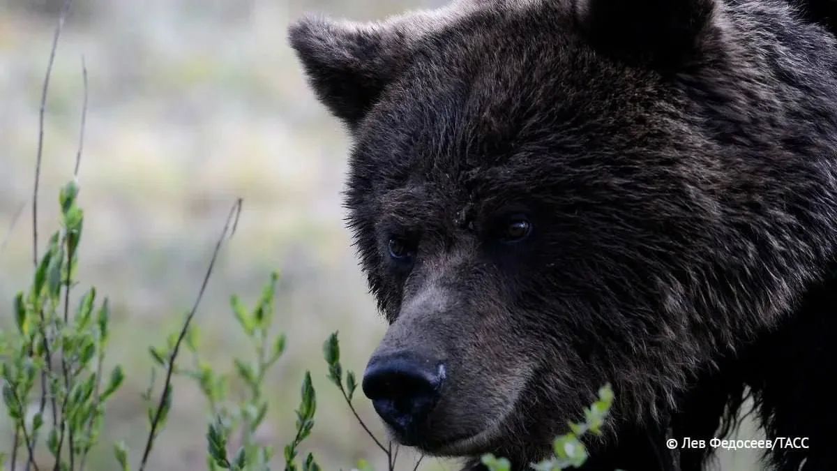 Медведи на Кавказе могут долго не залегать или вовсе не впадать в спячку при наличии пищи круглый год