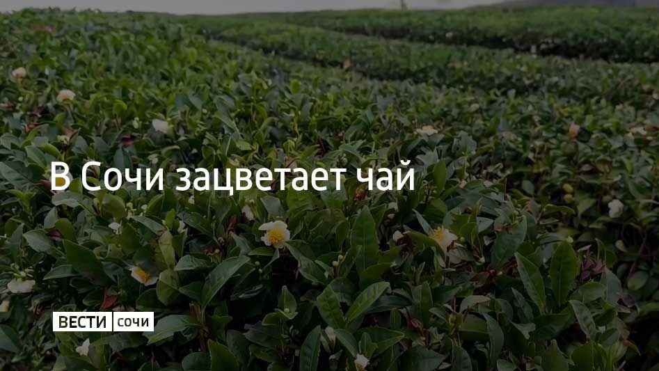 Чайные кусты в Сочи покрываются крупными бело-желтыми цветами с нежным ароматом