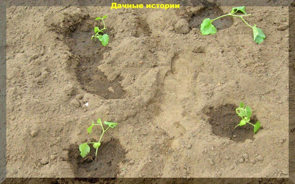 Как улучшить песчаные почвы: секреты успешного выращивания рассады