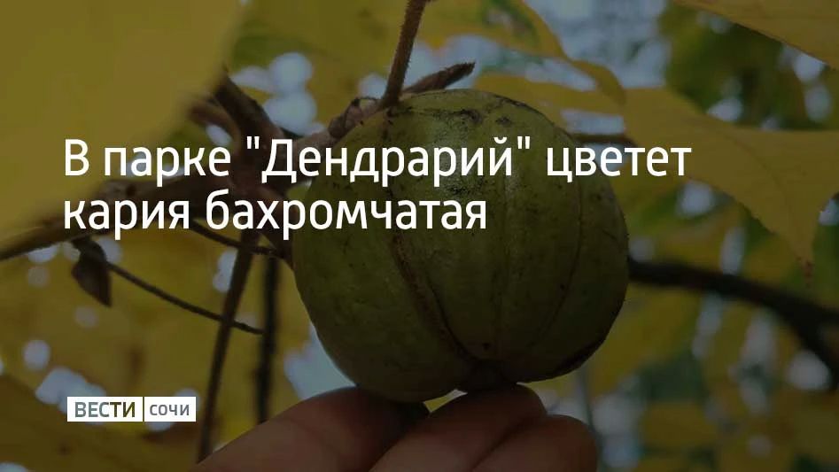 В конце октября во всей красе раскрывается кария бахромчатая, известная как "королевский орех"