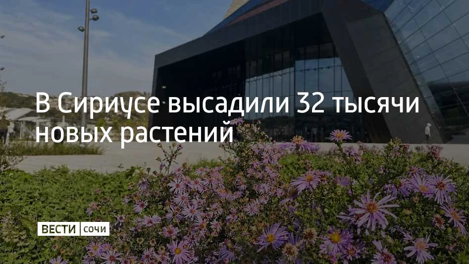 Этой осенью клумбы Сириуса украсили 32 тысячи новых растений
