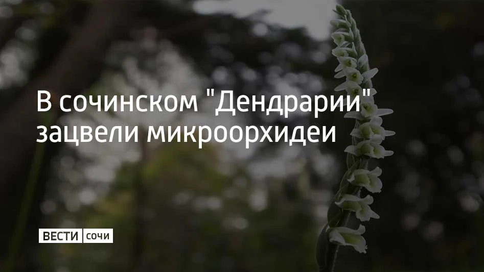 В сочинском "Дендрарии" зацвели микроорхидеи
