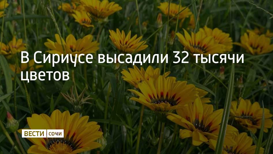 В Сириусе высадили виолы, маргаритки и цинерарии приморские